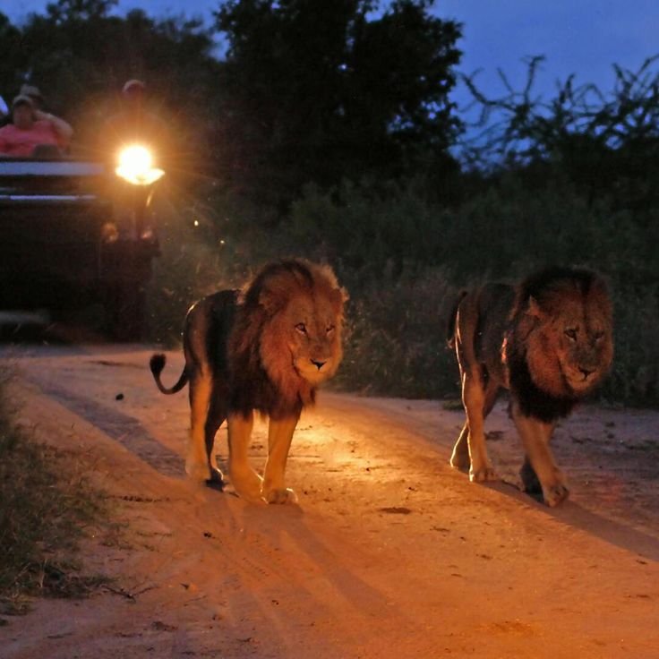Night Safari