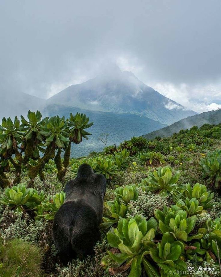 Mountain Gorilla