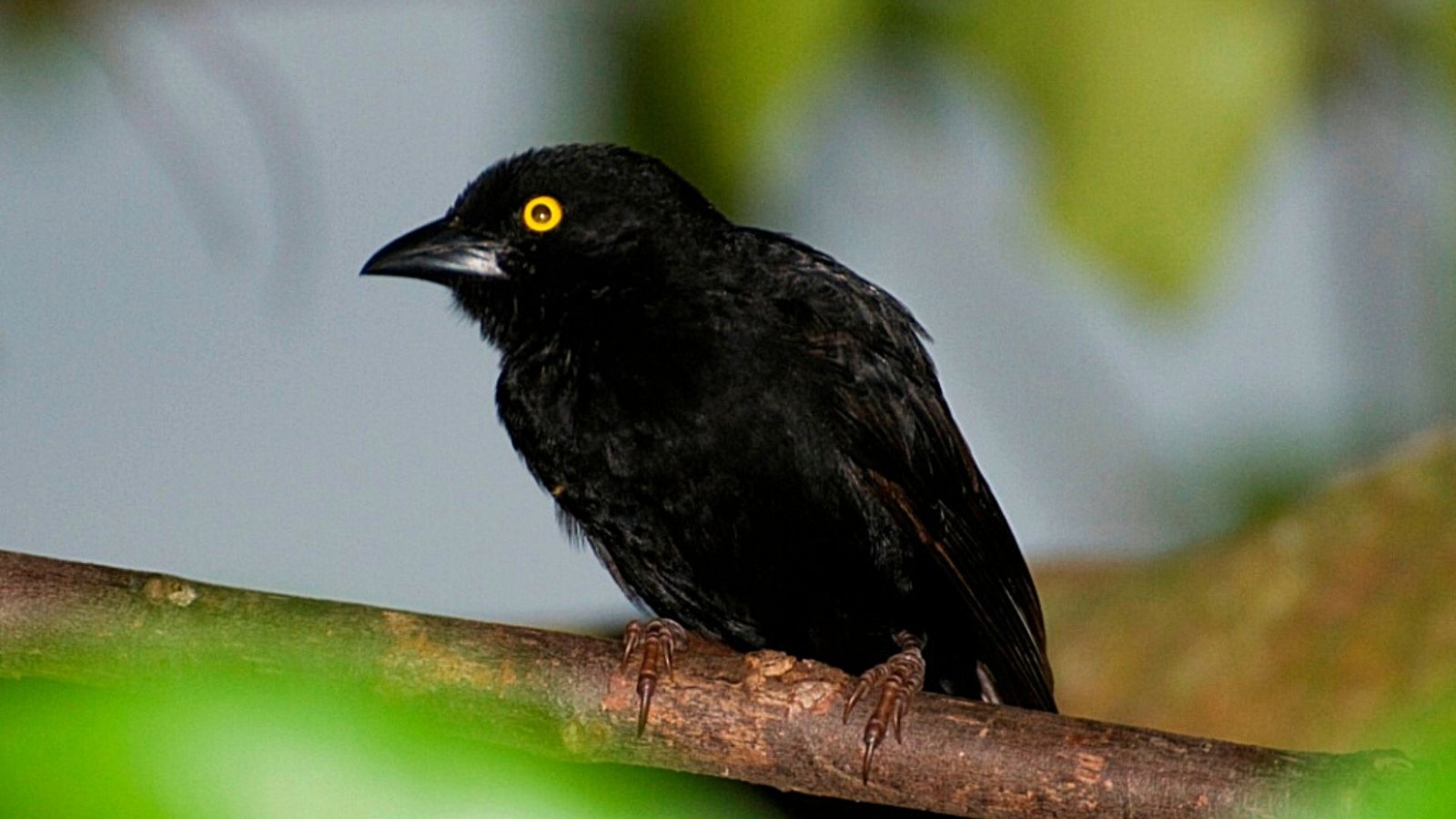 Bird Watching