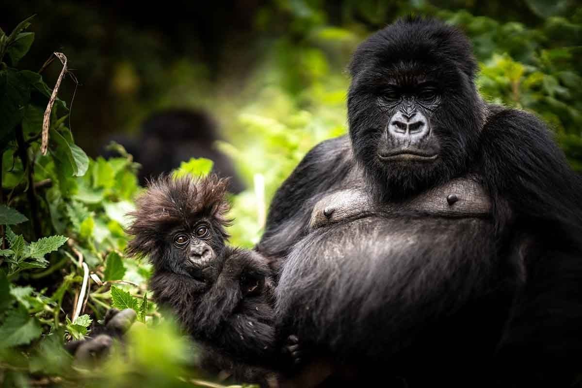 Mountain Gorilla Trekking
