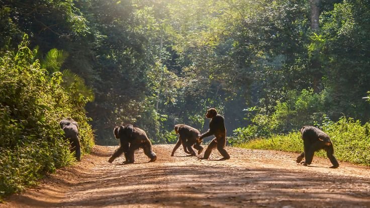 Chimpanzee Trekking