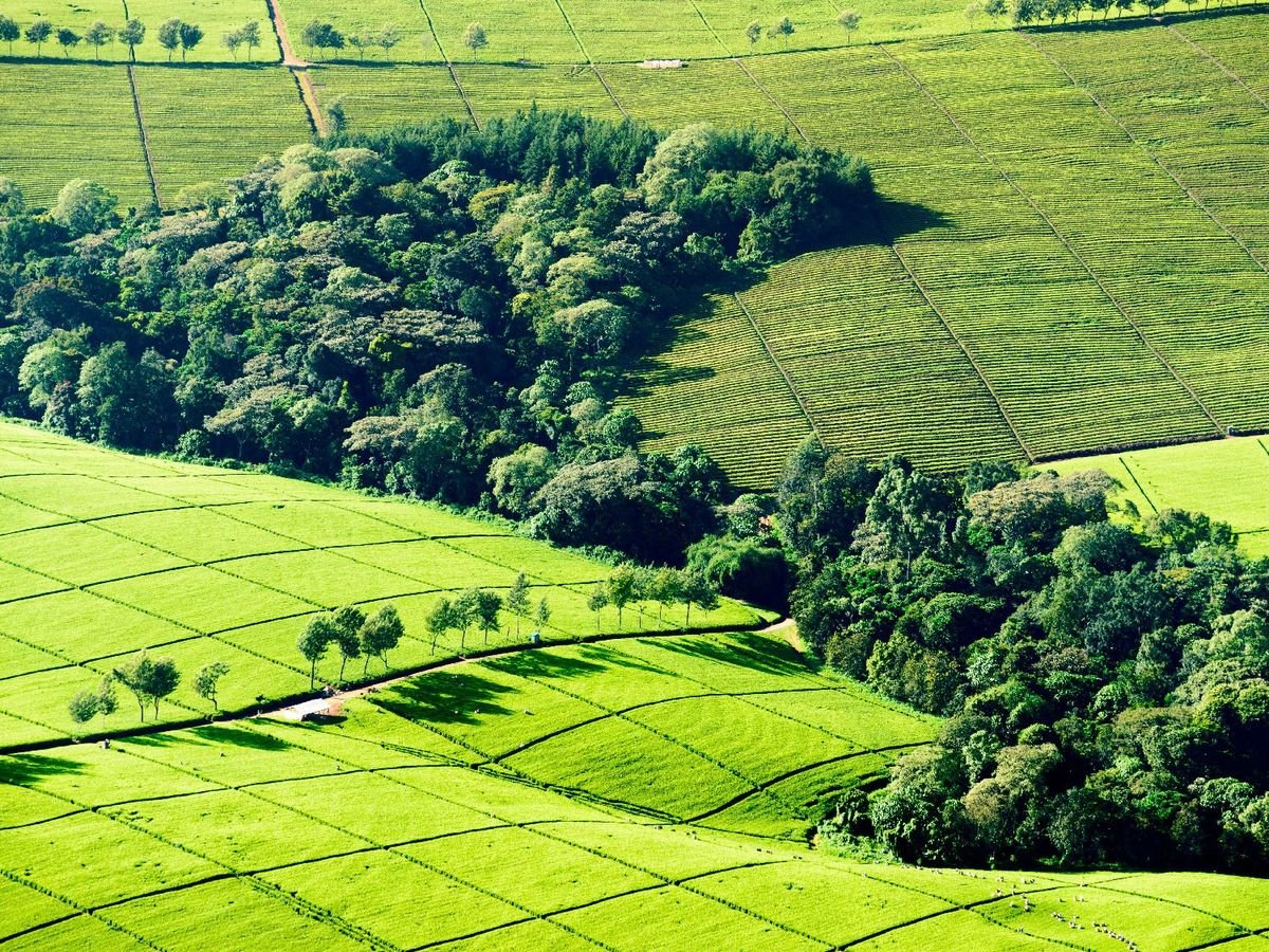 Tea Plantation